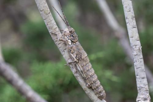 Acrostira bellamyi